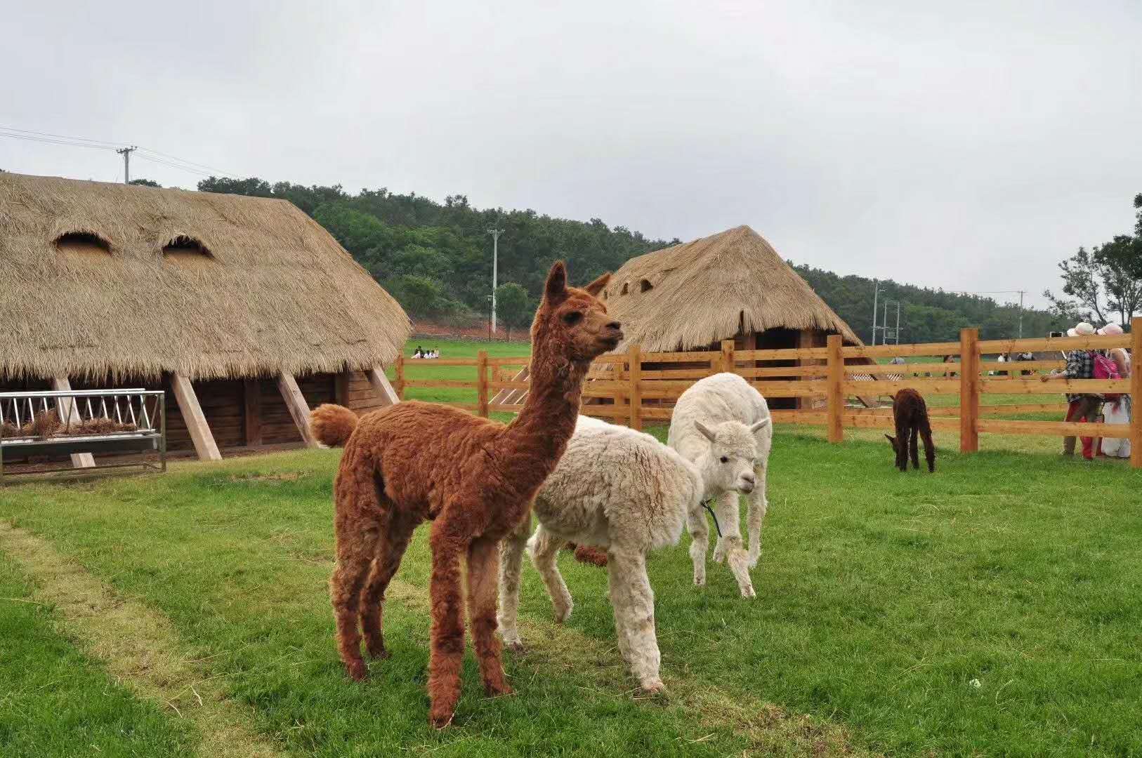 大连_三寰牧场