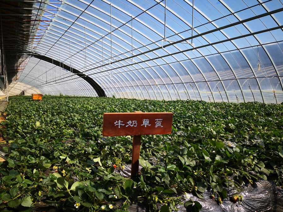 【最美樱花】旅顺草莓采摘、农家饭、赏樱花一日游