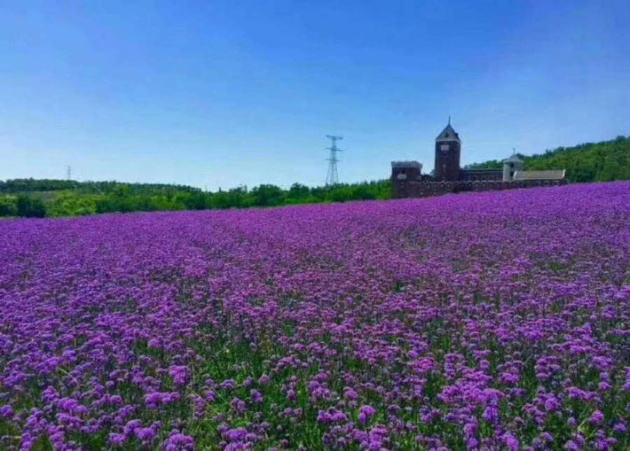 大连_紫云花汐(熏衣草)庄园